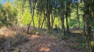 Bosque nativo en el terreno