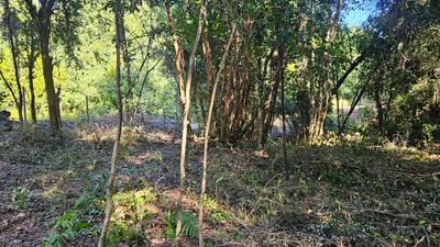 Vegetación nativa del Lote 16