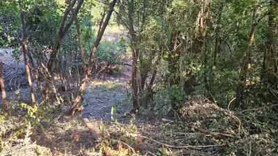 Zona arbolada del terreno