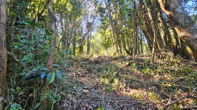 Sendero natural en el bosque