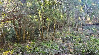 Árboles nativos del terreno