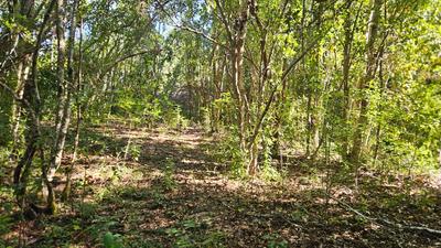 Claro en el bosque del Lote 16