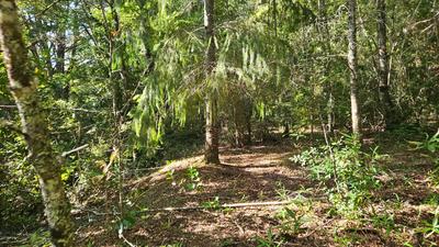 Coníferas en el terreno