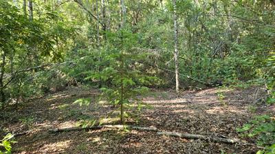 Nueva plantación en el Lote 16